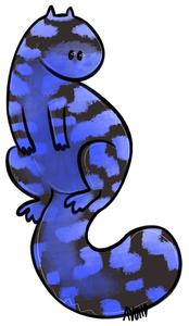 Salamander x2 [Raffled]